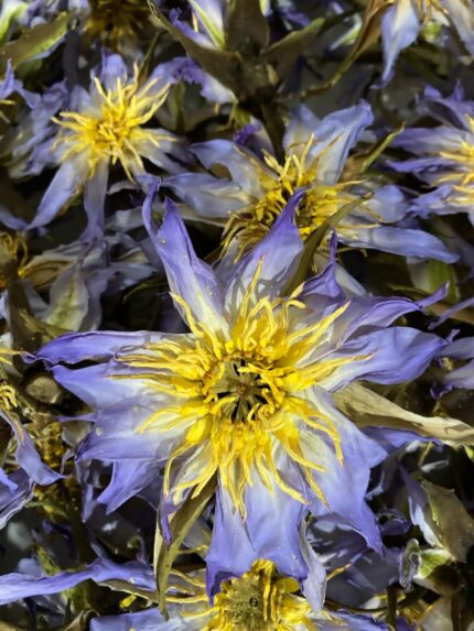 1kg+ Dried Blue Water Lily, Nymphaea nouchali  | Ceylon Blue Lotus Farm (Whole Flower)